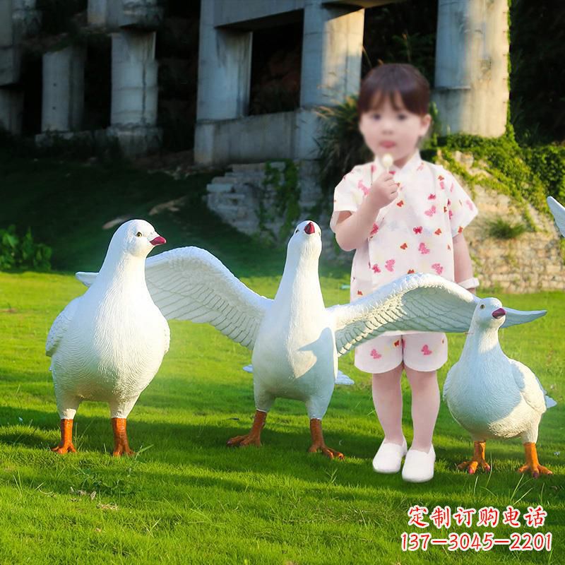 泰州和平鸽唤醒内心的宁静