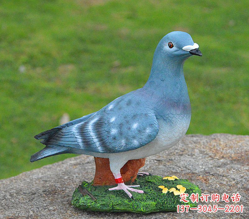 泰州和平鸽传承着永恒的爱