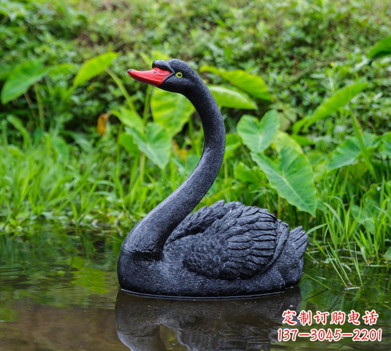 泰州黑天鹅婉约鱼尾,完美呈现园林水塘水景